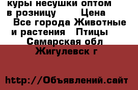 куры несушки.оптом 170 в розницу 200 › Цена ­ 200 - Все города Животные и растения » Птицы   . Самарская обл.,Жигулевск г.